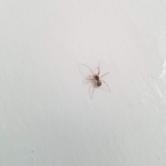 Insecta