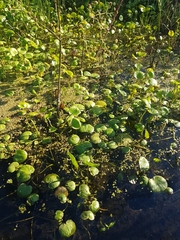 Halerpestes sarmentosa