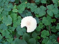 Cystoderma carcharias