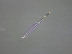 Beloniformes
