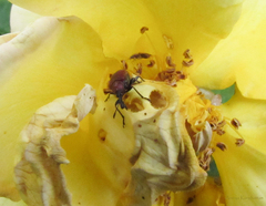 Merhynchites wickhami