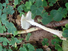 Cystoderma carcharias