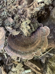 Nigroporus vinosus