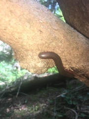 Narceus americanus