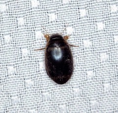 Thermonectus basillaris