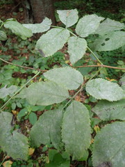 Erysiphe vanbruntiana