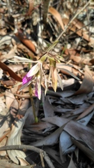 Nervilia campestris