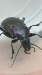 Carabus purpurascens