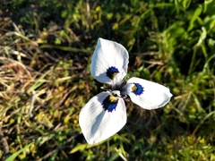 Moraea aristata