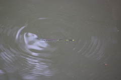 Beloniformes