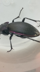 Carabus purpurascens