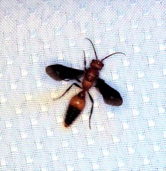 Sphaeropthalma boweri