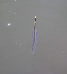 Beloniformes