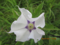 Datura stramonium