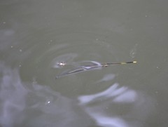 Beloniformes