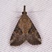 Hypena minualis - Photo (c) Zach DuFran, algunos derechos reservados (CC BY-NC), subido por Zach DuFran