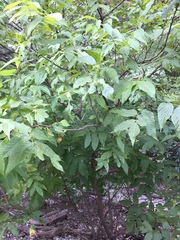 Ungnadia speciosa