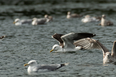 Larus fuscus fuscus