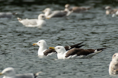 Larus fuscus fuscus