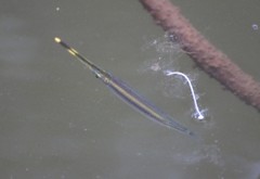 Beloniformes