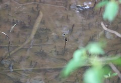 Beloniformes