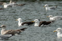 Larus fuscus fuscus