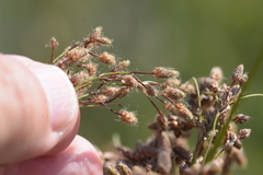 Scirpus pedicellatus