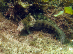Parapercis australis