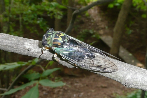 Robinson's Annual Cicada photo 4