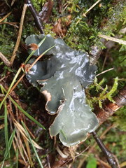 Peltigera degenii