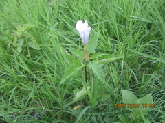 Datura stramonium