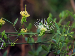 Maerua juncea crustata