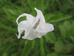 Datura stramonium