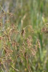 Scirpus pedicellatus