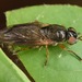 Allognosta fuscitarsis - Photo (c) skitterbug, algunos derechos reservados (CC BY), subido por skitterbug