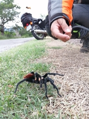 Brachypelma albiceps