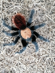 Brachypelma albiceps