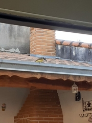 Pitangus sulphuratus