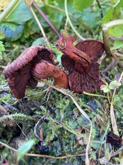 Cortinarius rufosanguineus