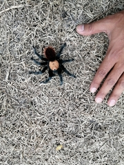 Brachypelma albiceps