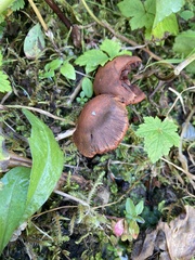 Cortinarius rufosanguineus