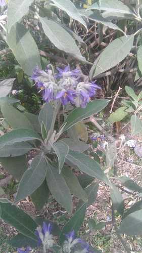 Solanum granulosoleprosum