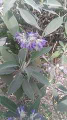 Solanum granulosoleprosum