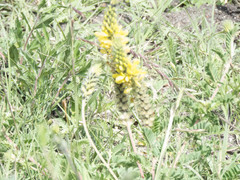 Dalea aurea