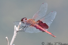 Tramea carolina