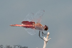 Tramea carolina