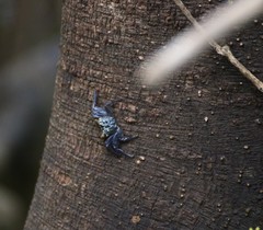 Grapsoidea