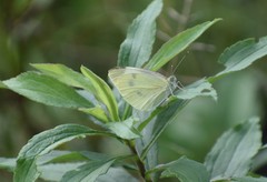 Pieris rapae