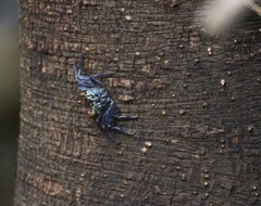 Grapsoidea