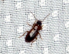 Stenolophus dissimilis
